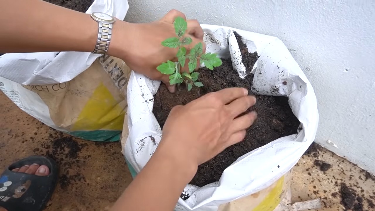 Best tomato growing system