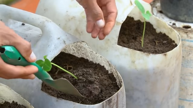 Beginner Tomato Planter No Yard