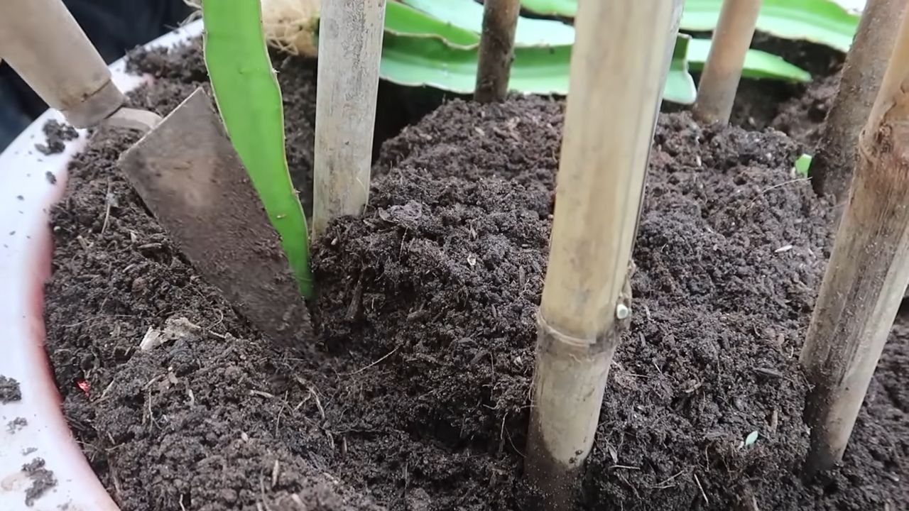 Dragon Fruit Backyard Setup