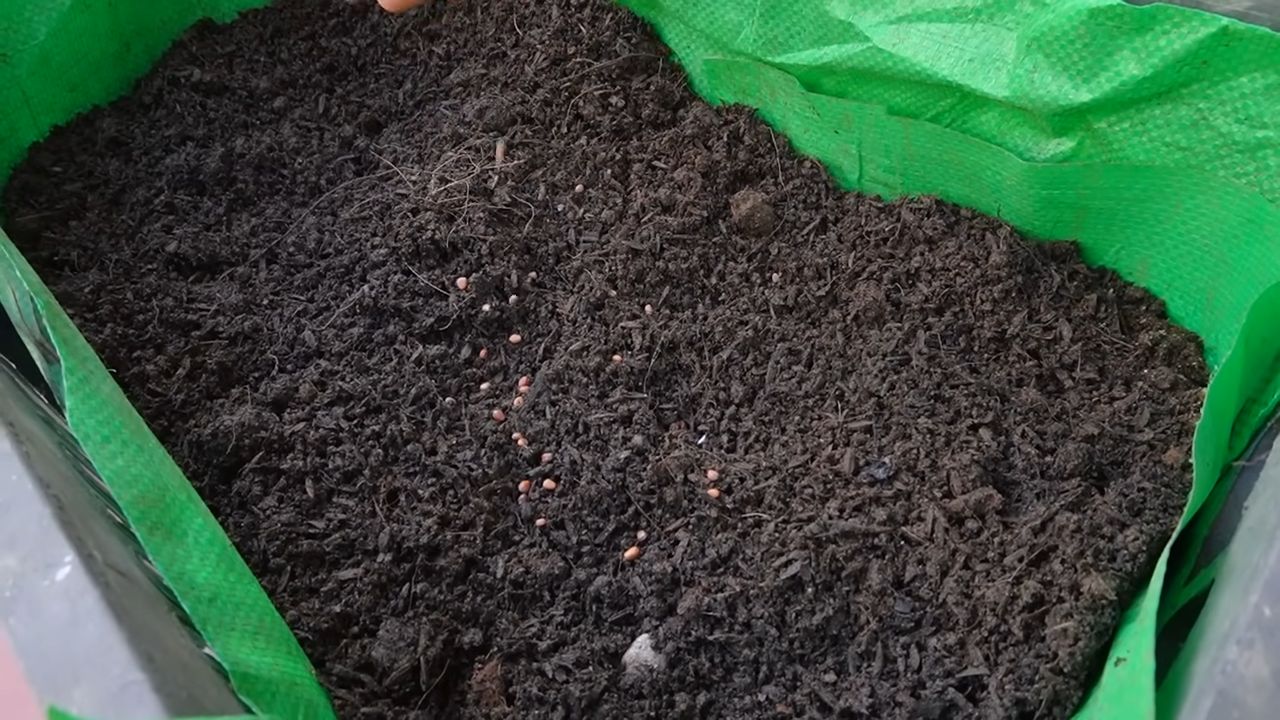 Indoor Radish Growing