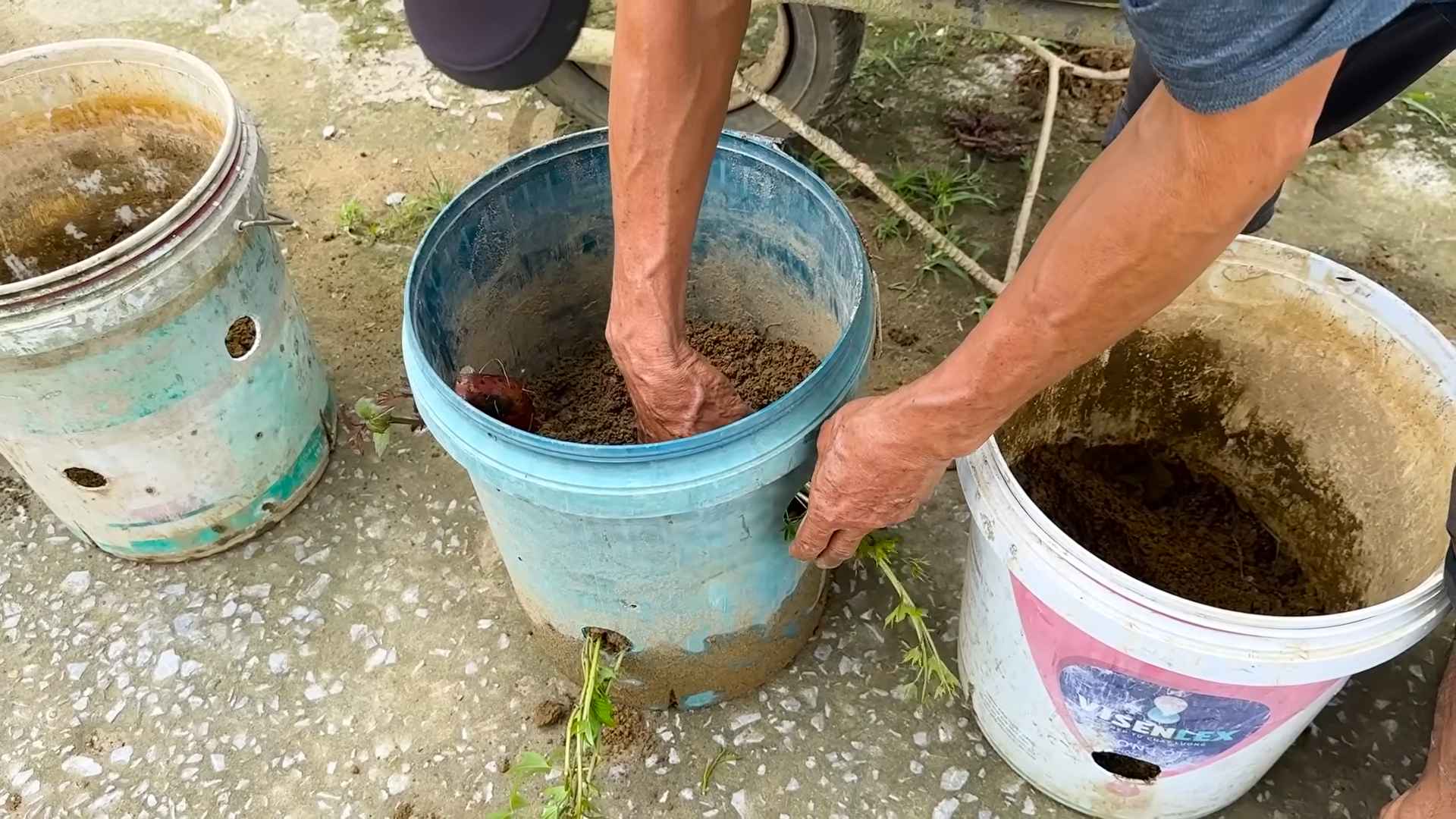 Sweet Potato Growing Beginners Yield