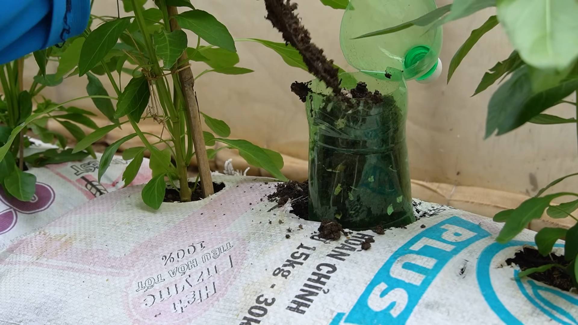 Grow chili peppers soil bags