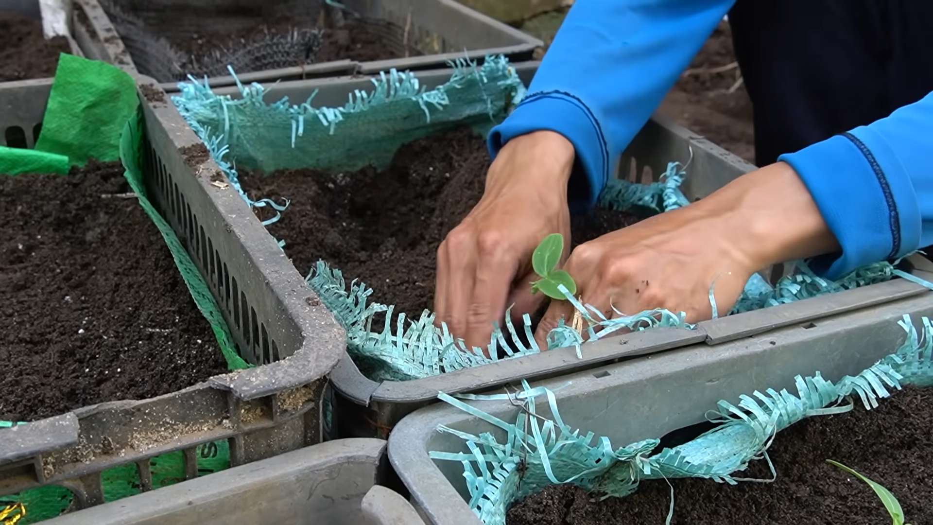 Grow cucumbers easily