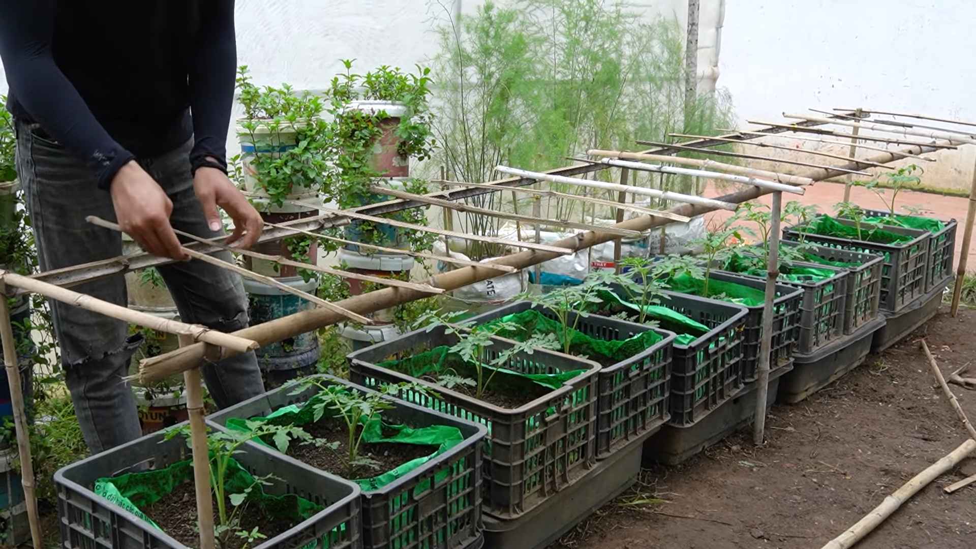 Tomato growing hack