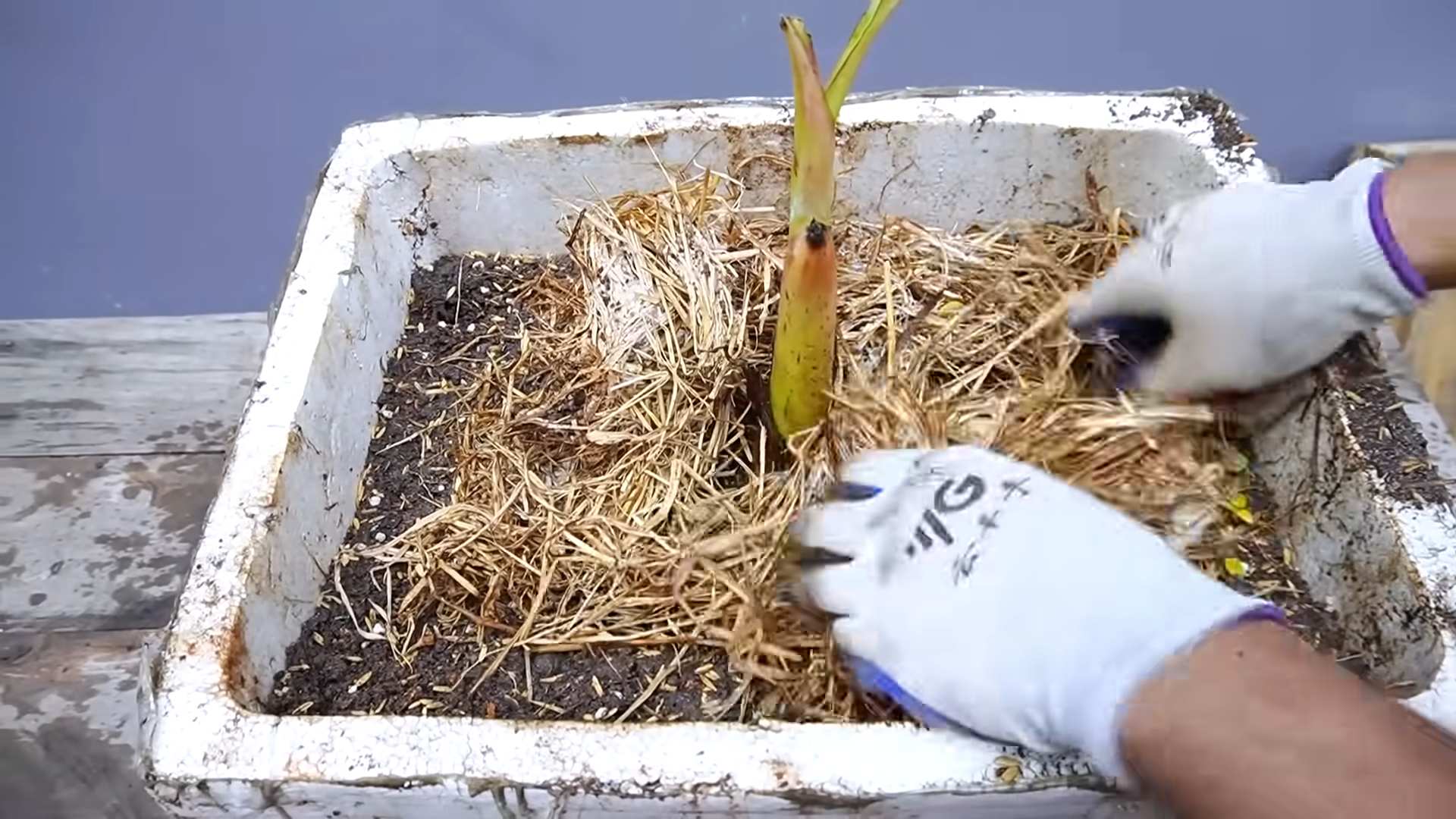 Growing bananas at home