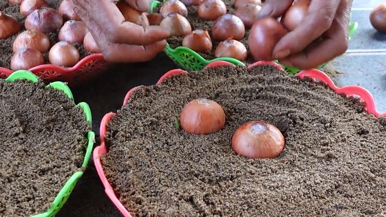 Onion growing secrets