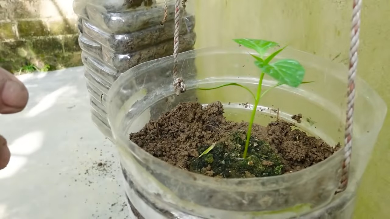 Chili Pepper Propagation