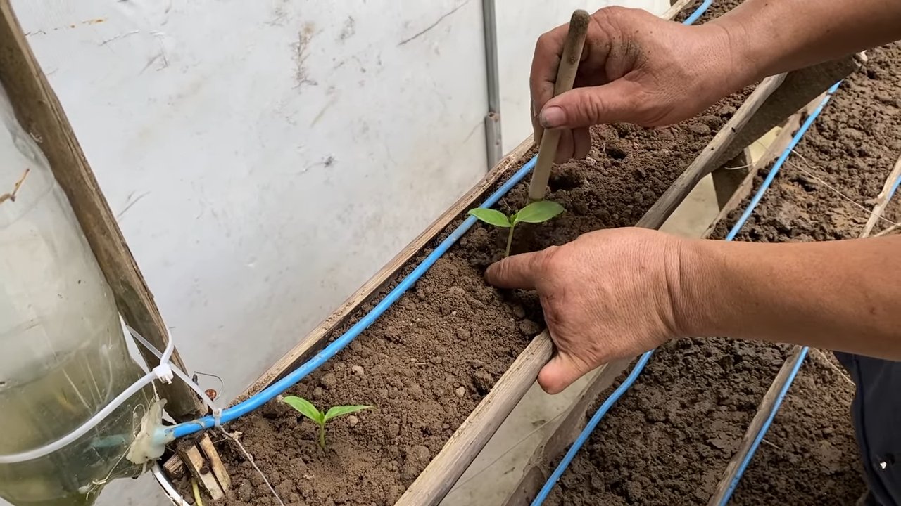 Rooftop garden kale growing