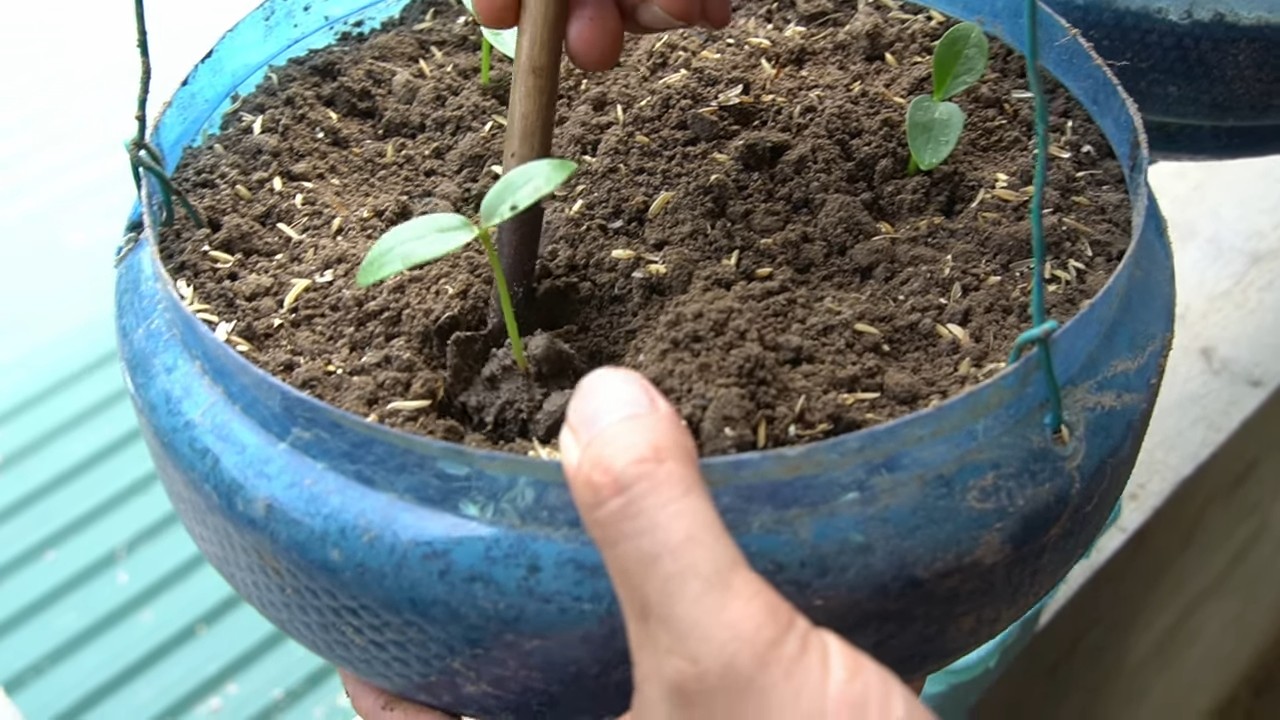 Harvest Malabar Spinach at Home