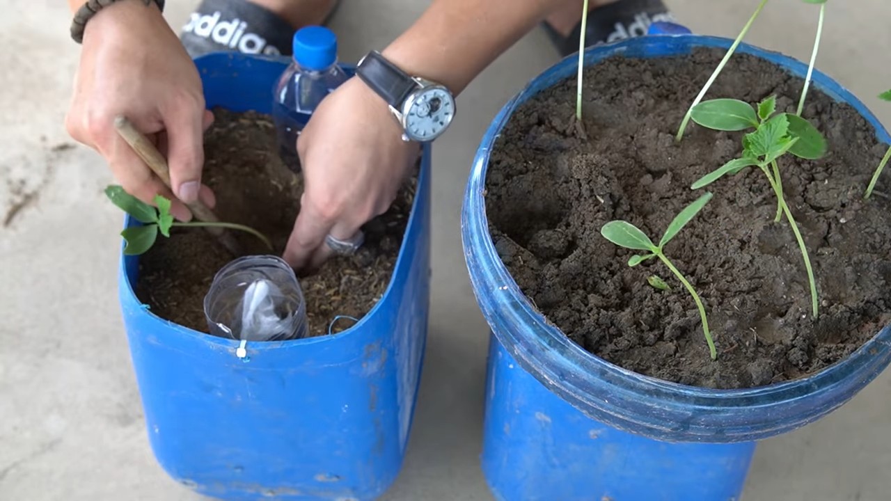 Container cucumbers beginner's guide