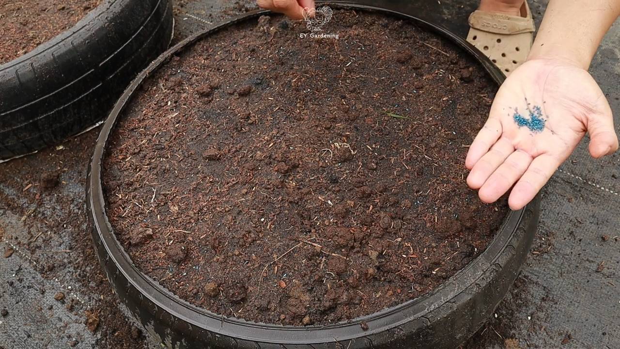 Growing baby carrots at home