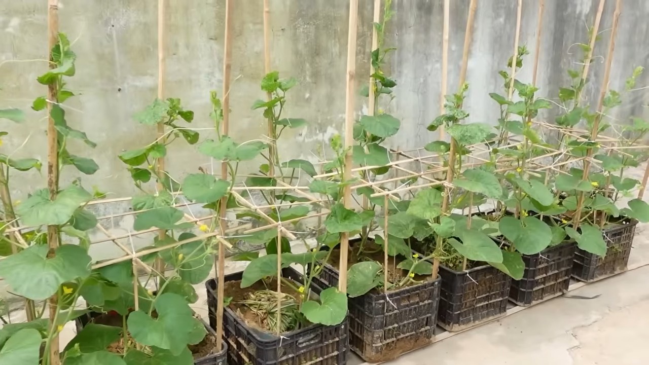 Easy melon growing tips