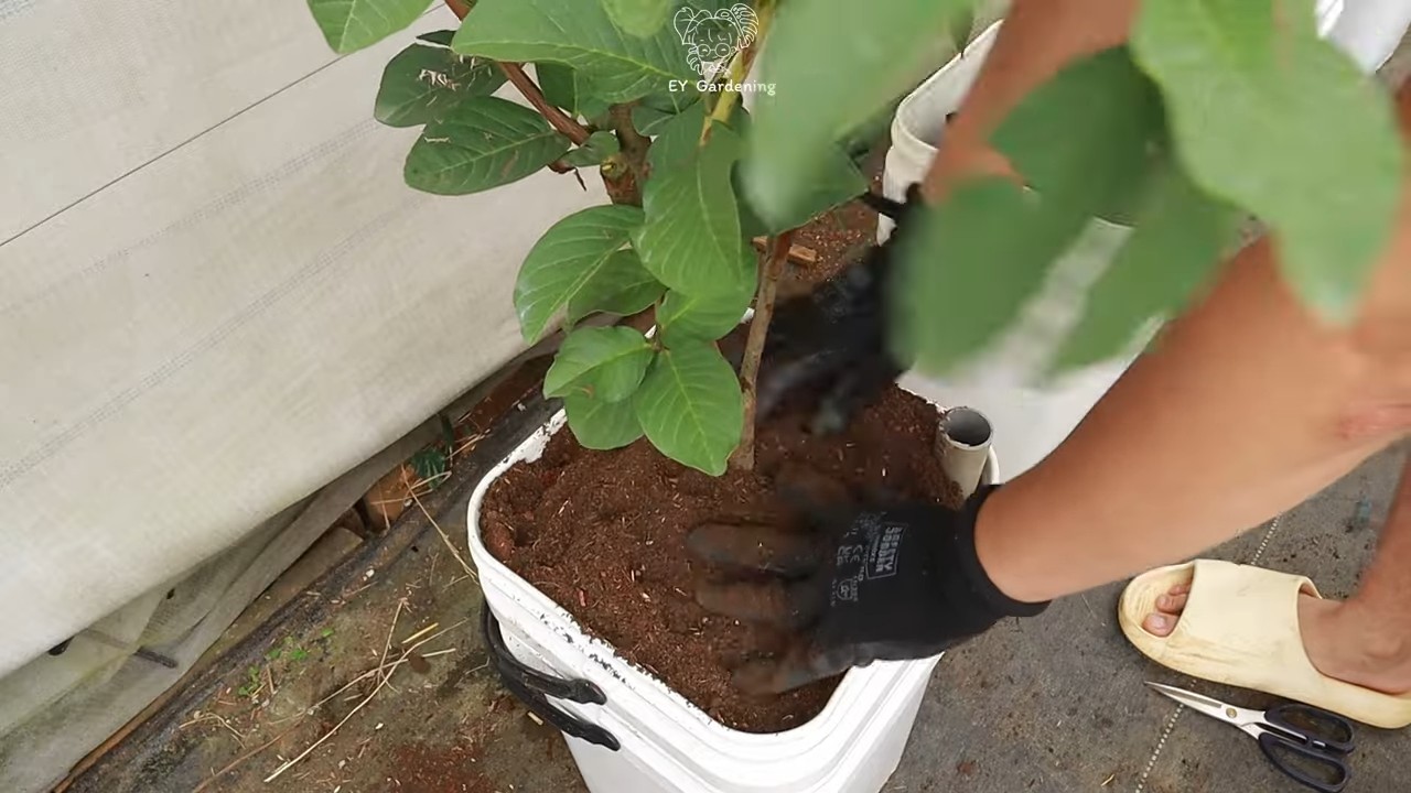 Terrace Guava Tree Fruit