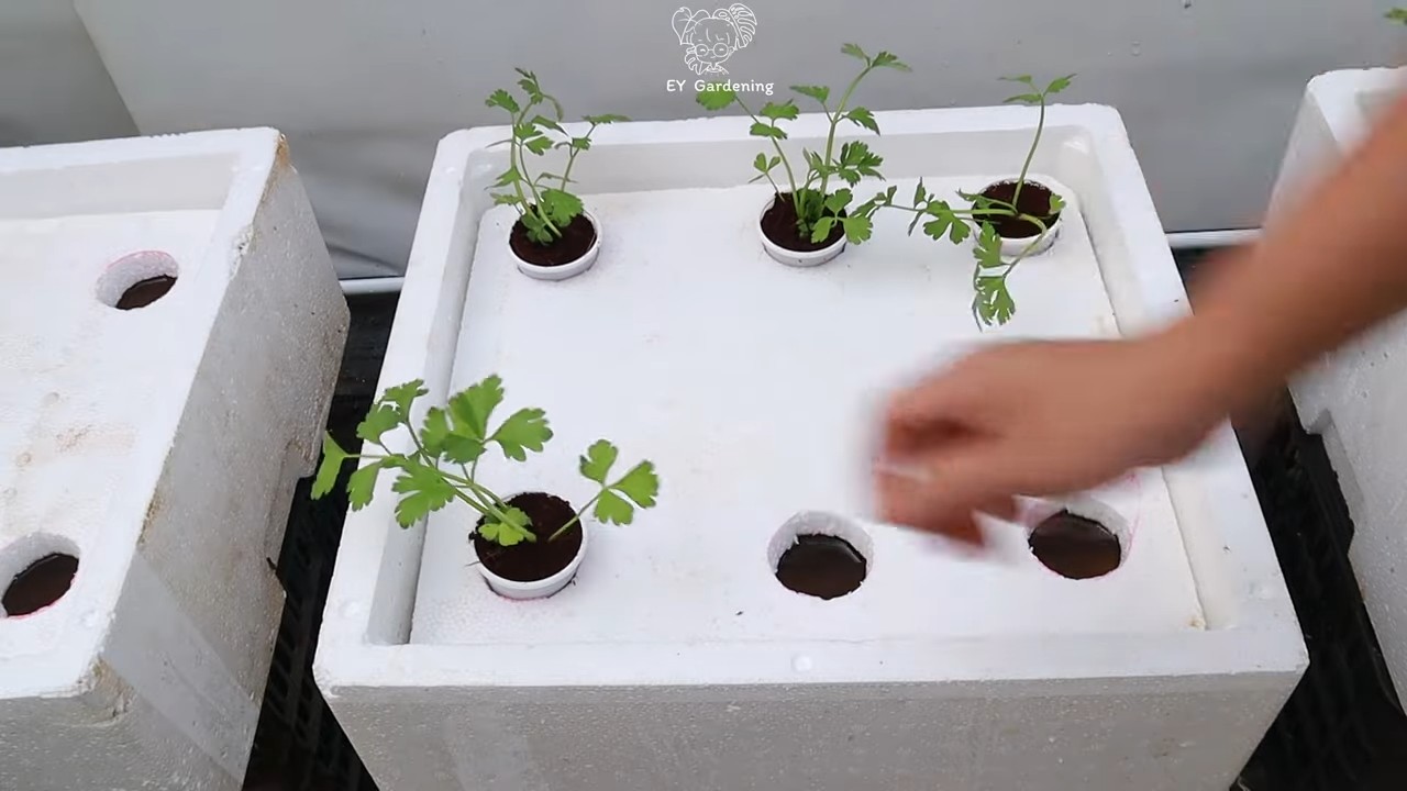 Hydroponic celery home setup