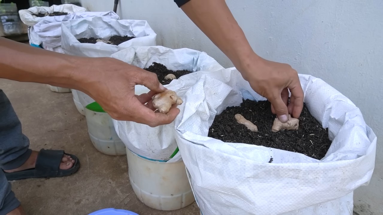Growing Ginger Year Round