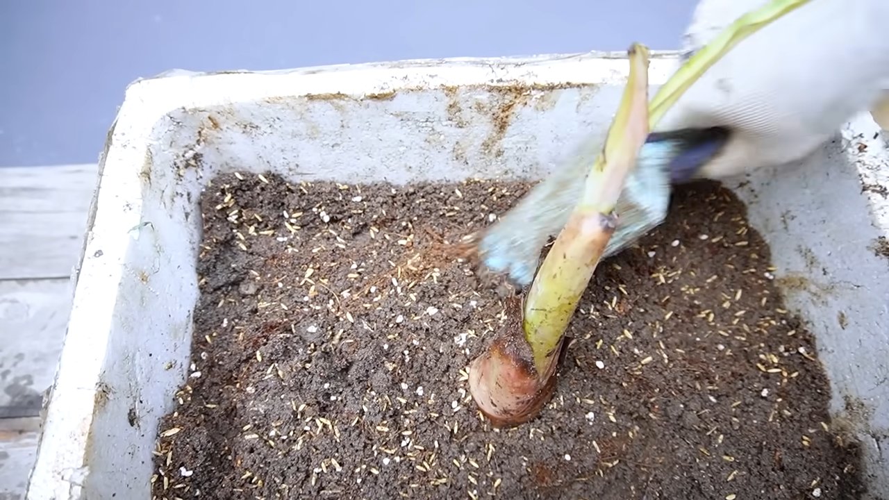 Banana peel fertilizer