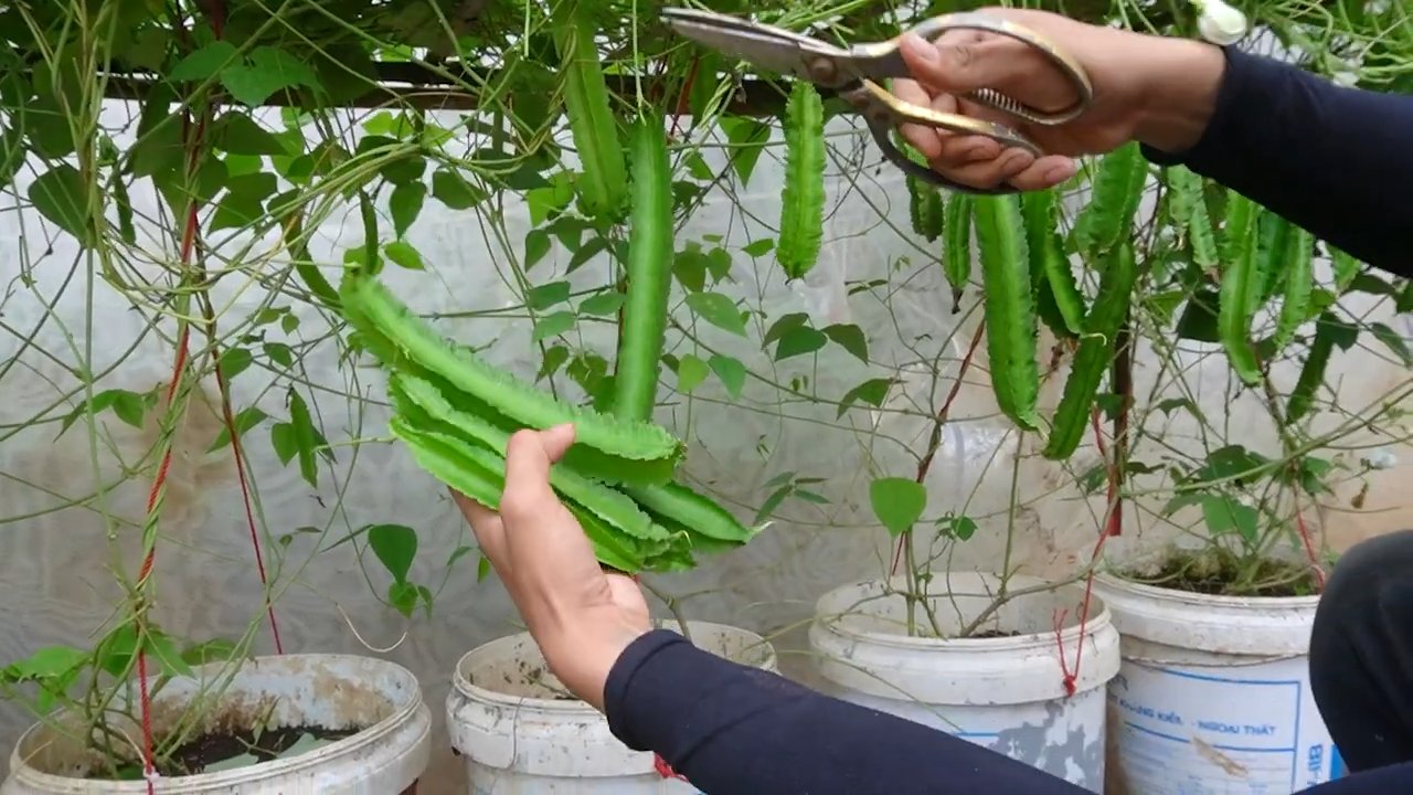 Budget Winged Bean Growing