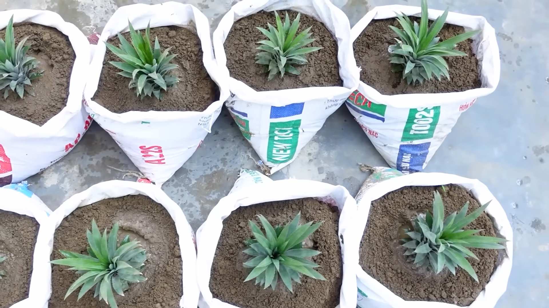Grow Pineapple at Home