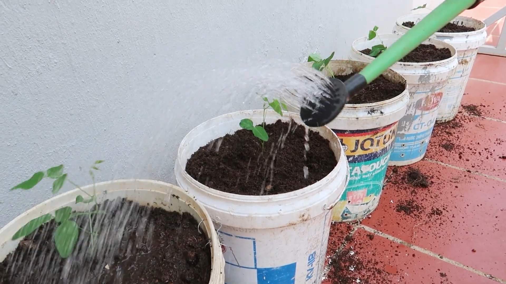 Growing Winged Beans Method