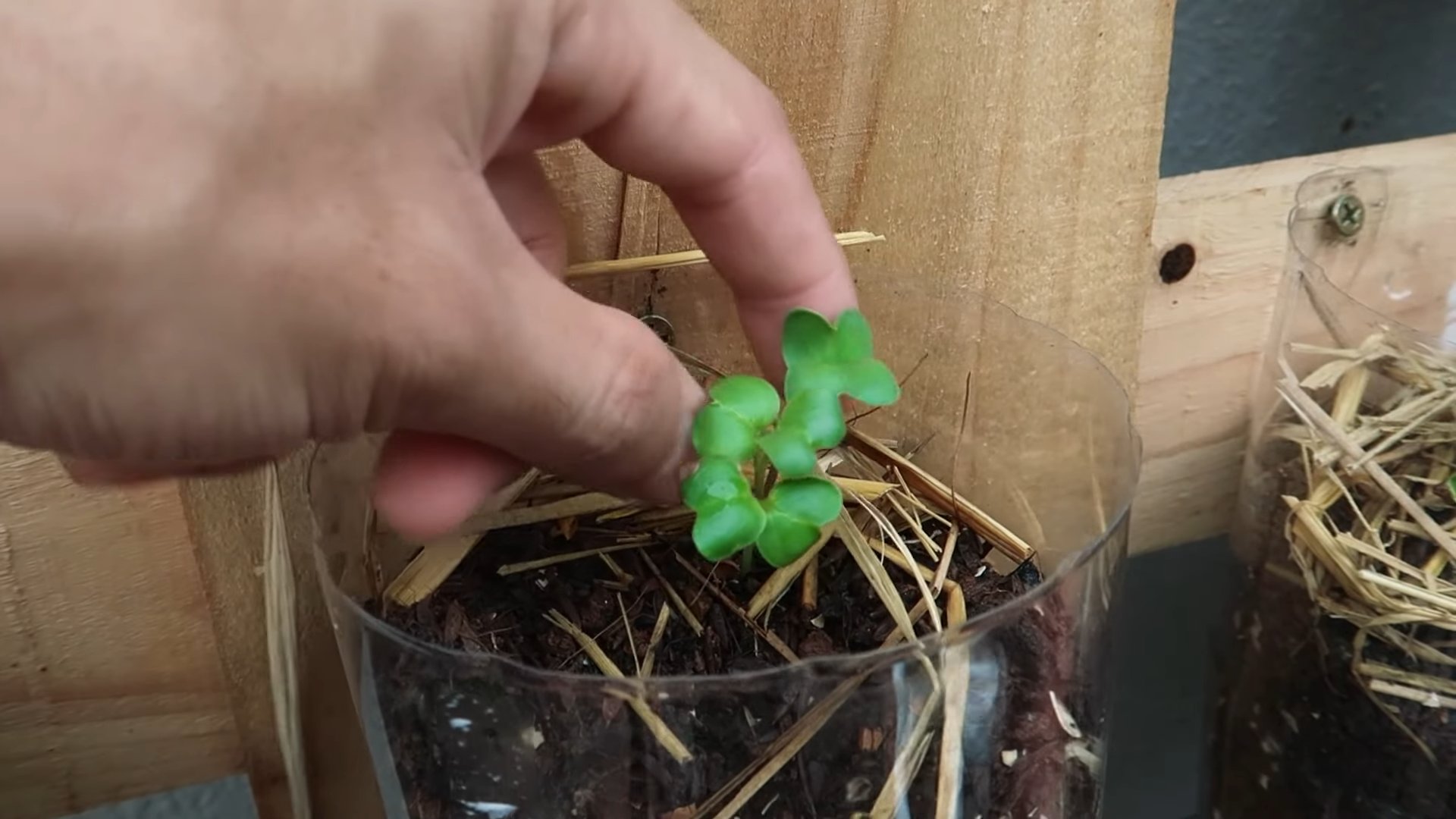 Growing white radish
