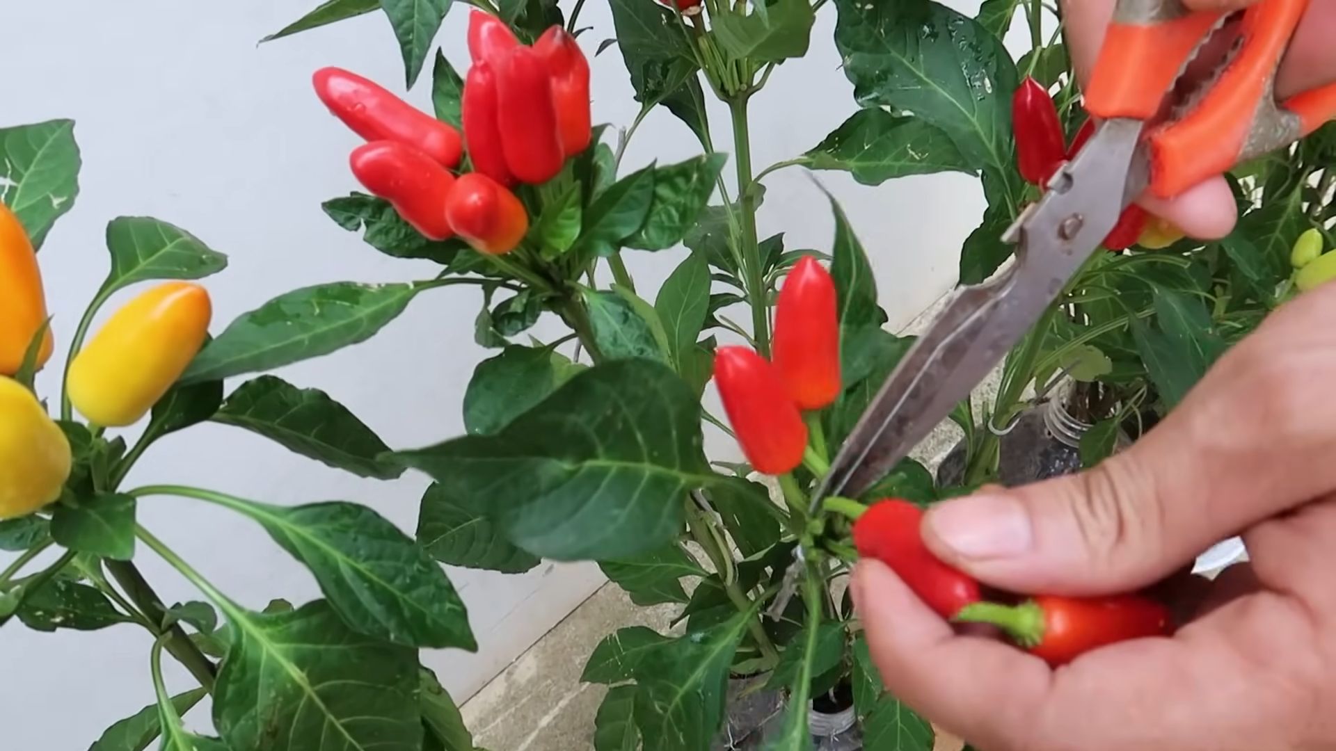 Growing Peppers in Bottles