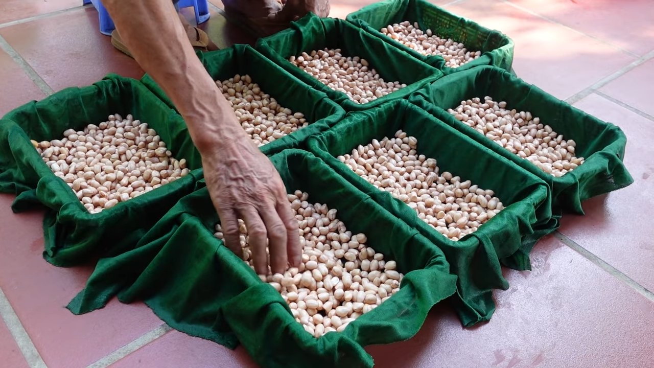 Growing bean sprouts peanuts