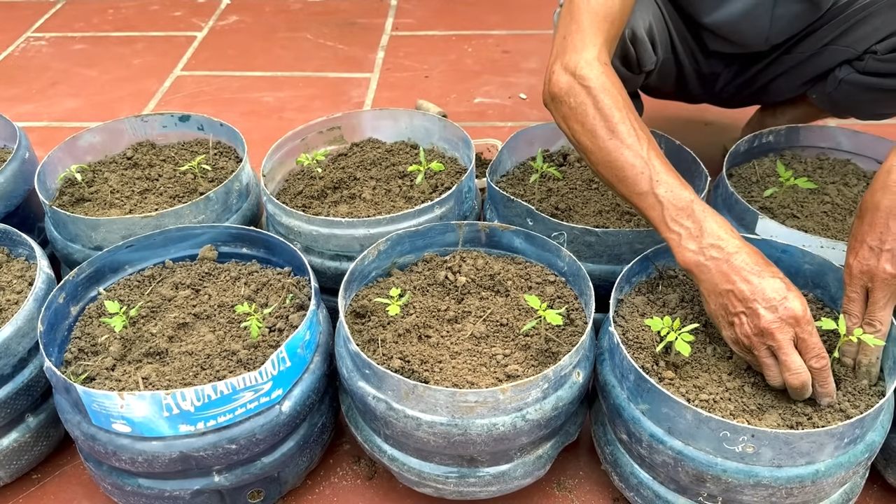 Tomato can trick harvest