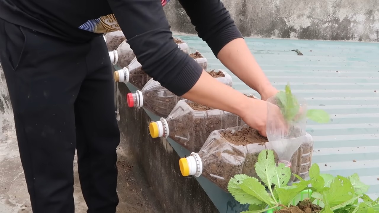 Grow vegetables at home
