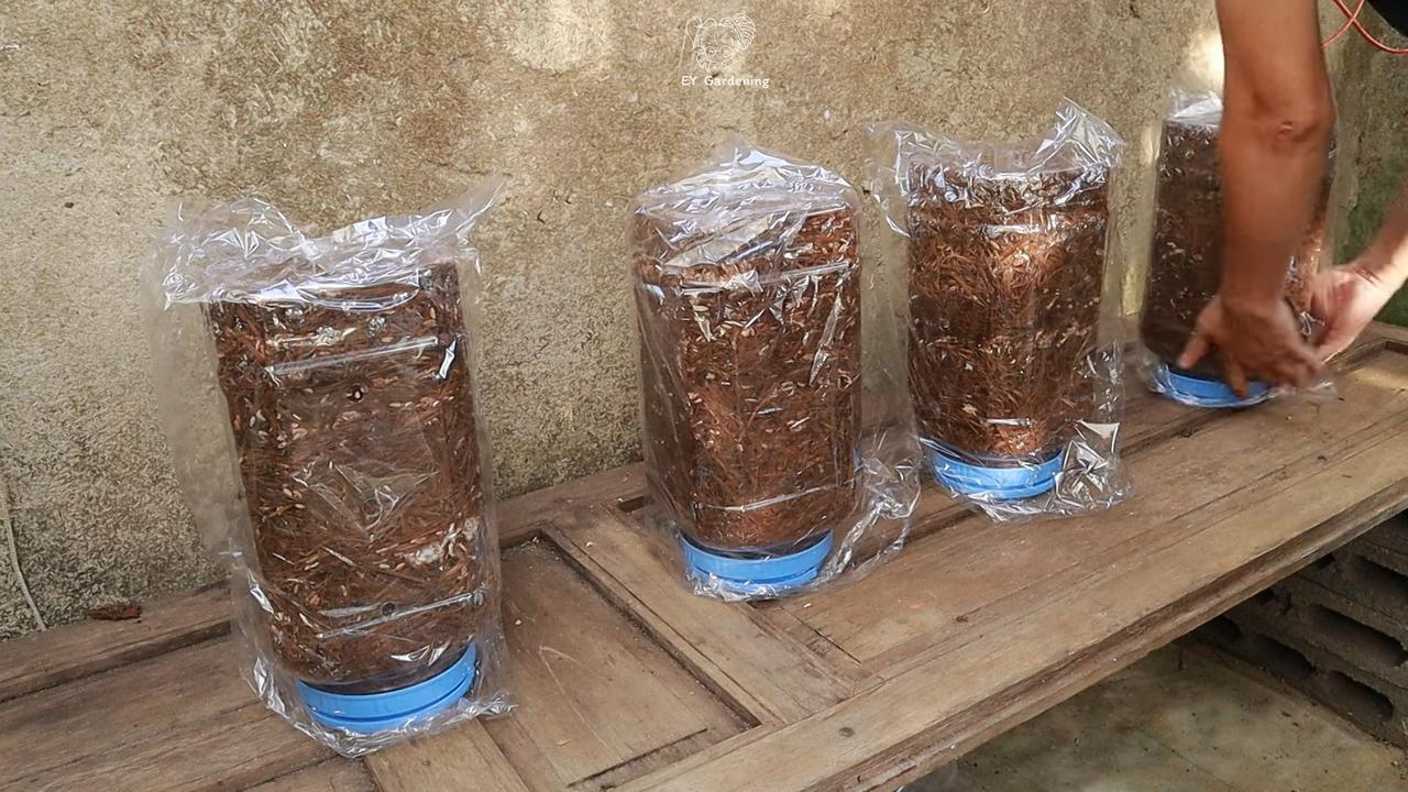 Mushroom Growing Hack