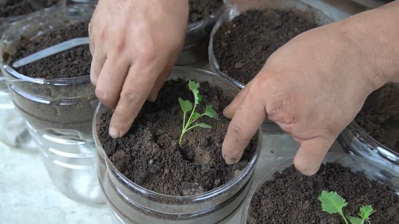 Kale plastic bottle gardening