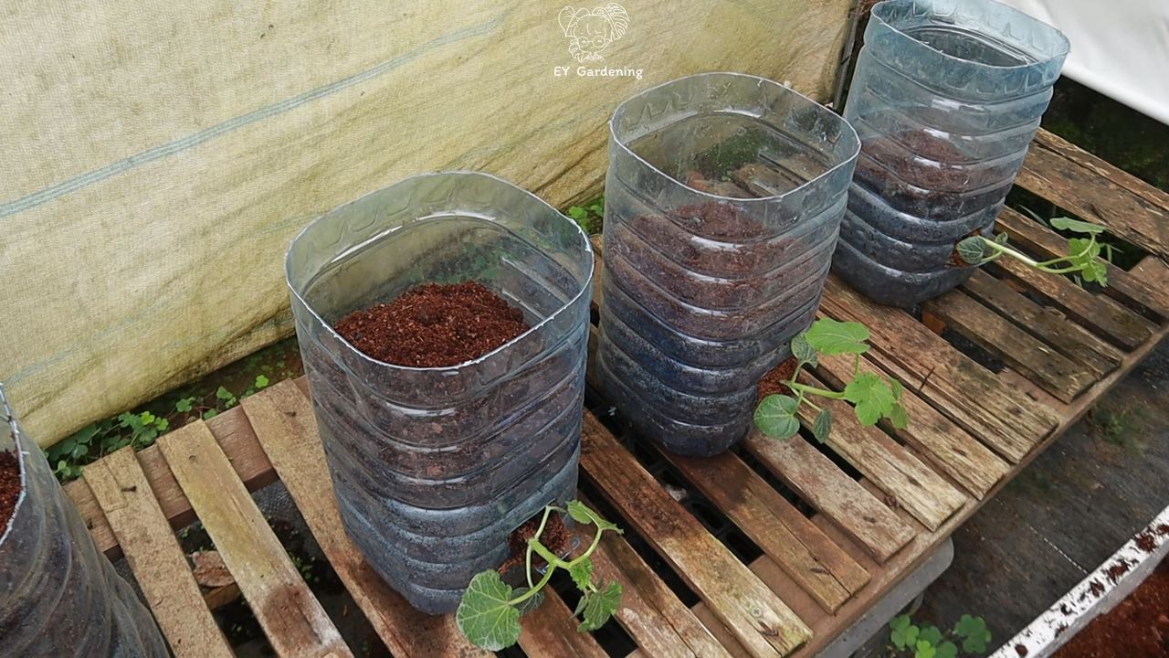 Rooftop okra growing