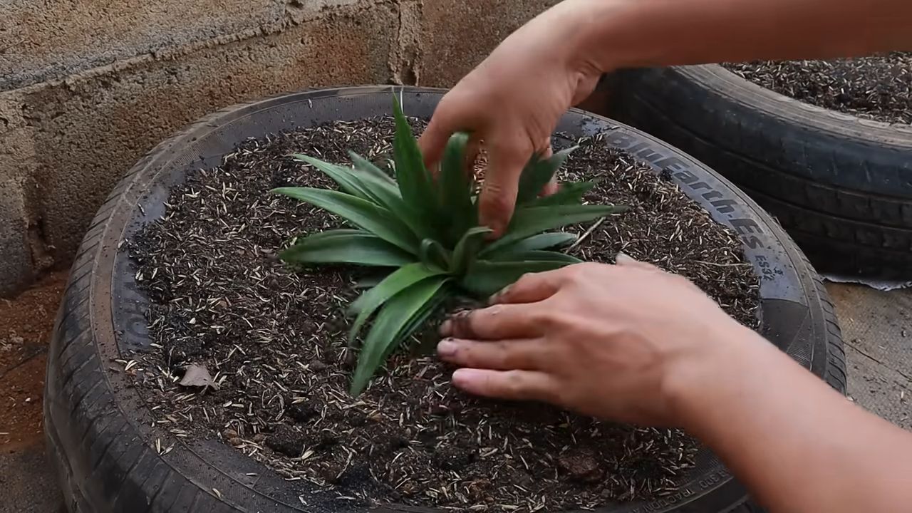 Grow pineapples at home