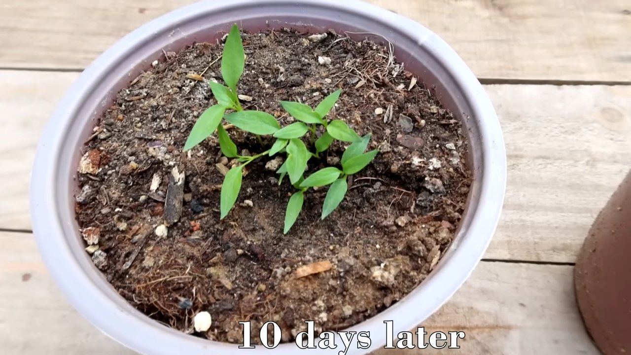 Chili propagation from cuttings