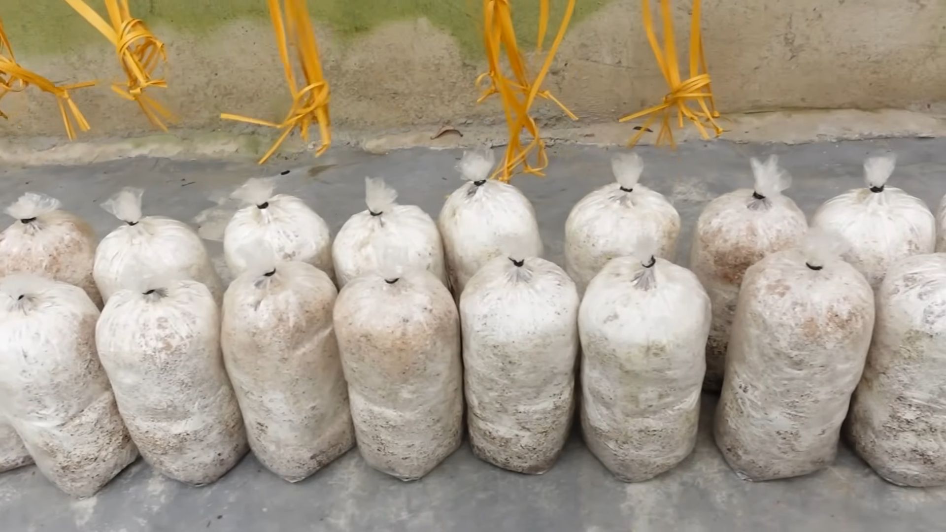 Grow mushrooms at home
