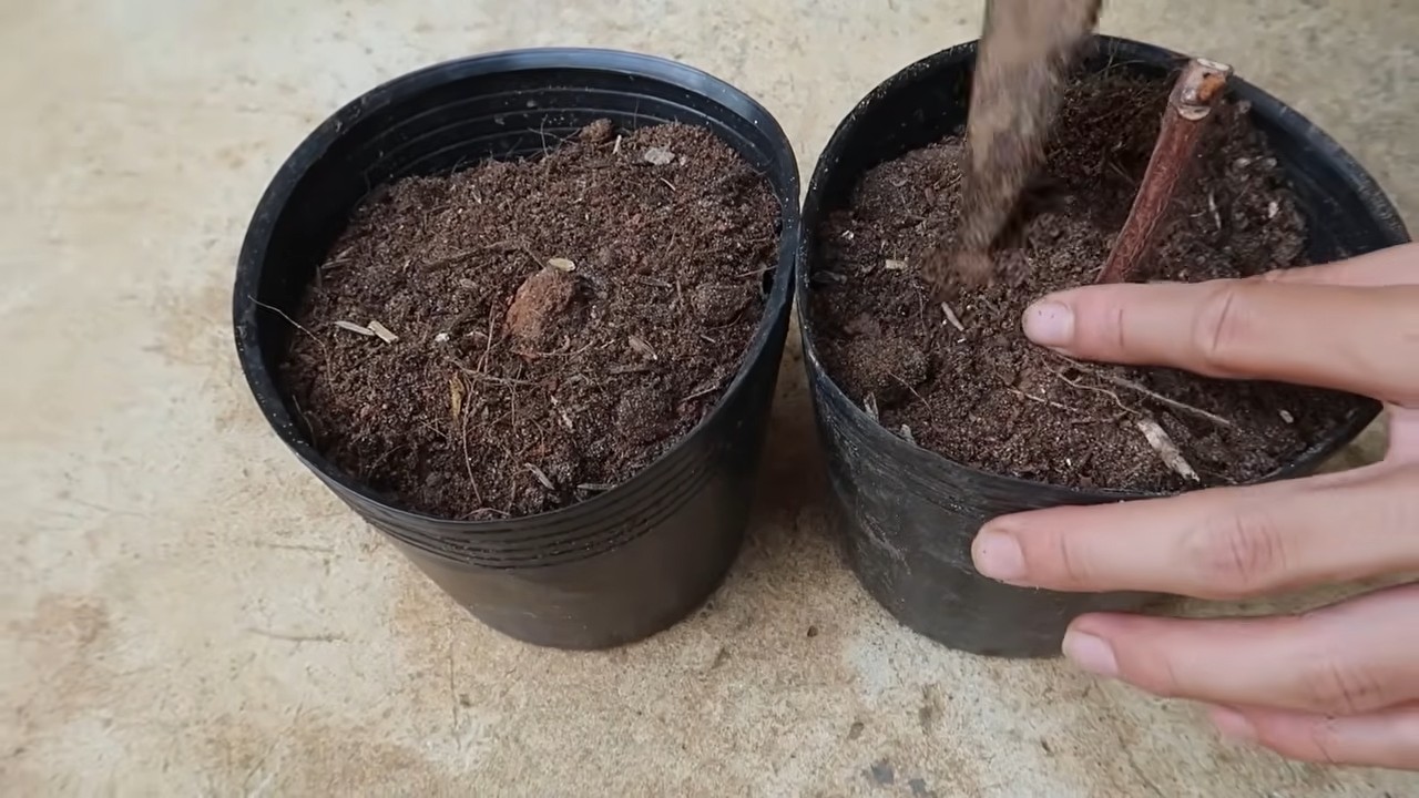 Grow grapes indoors
