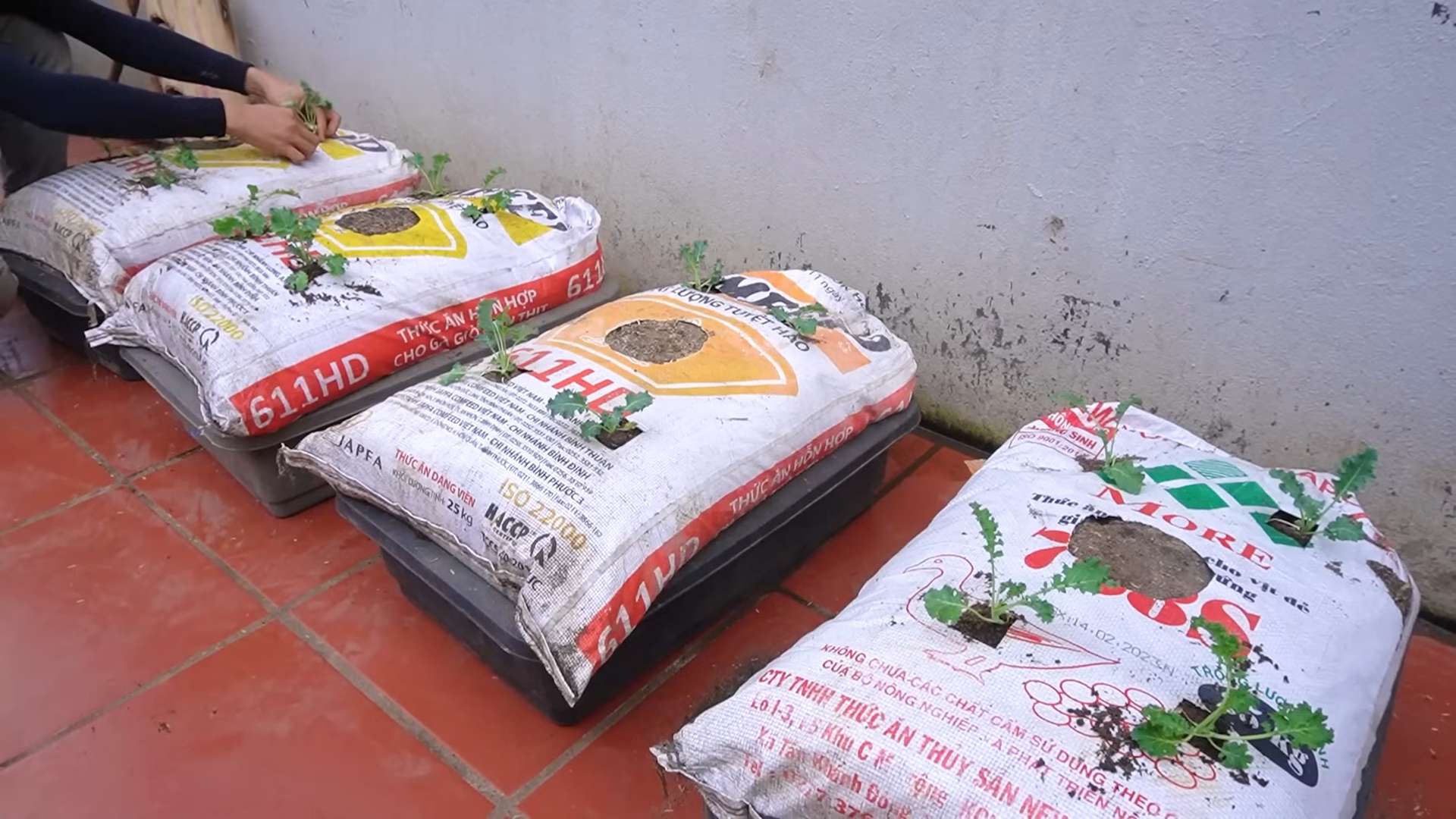 Growing Kale in Soil Bags