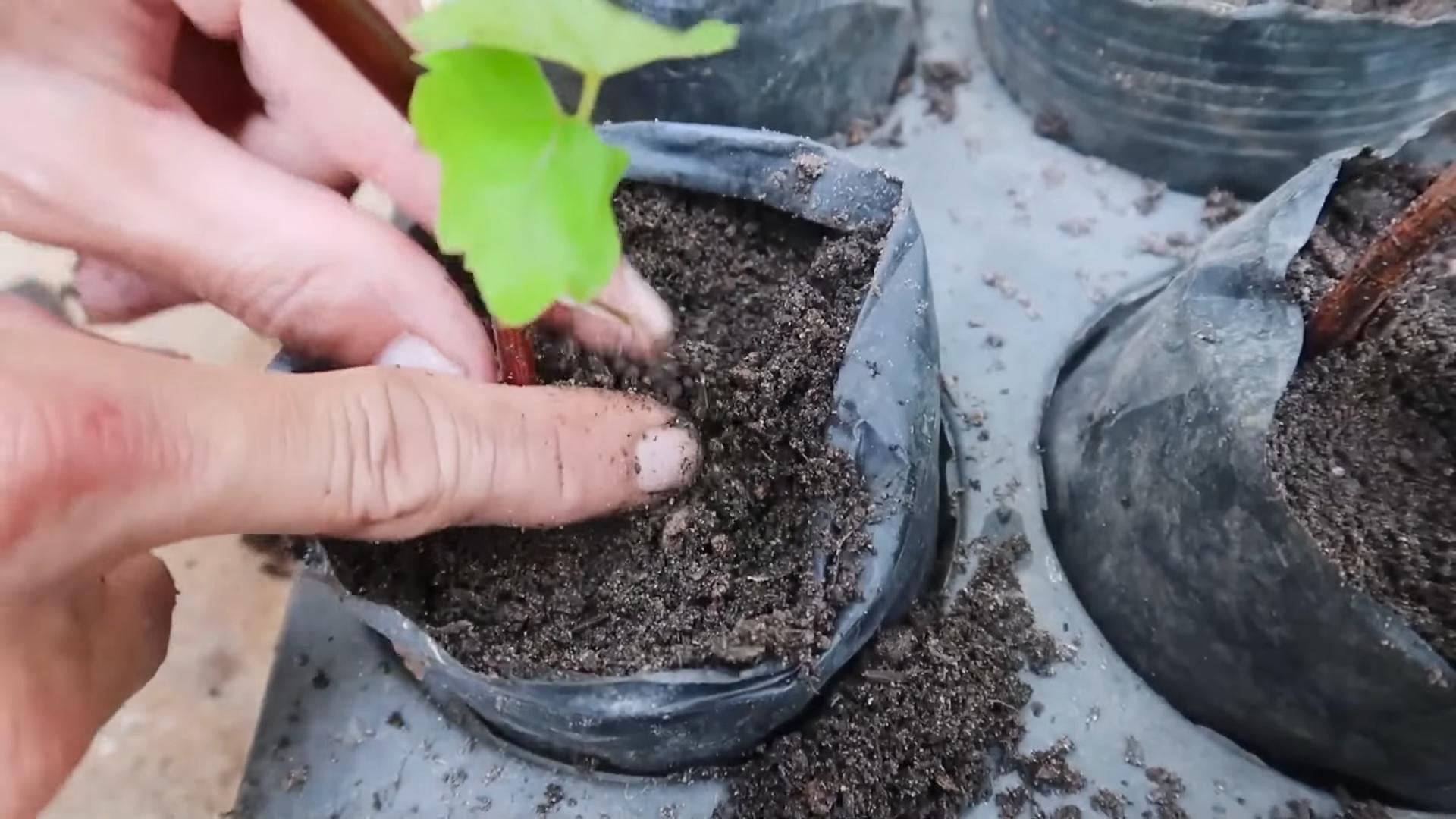 Propagate plants in June