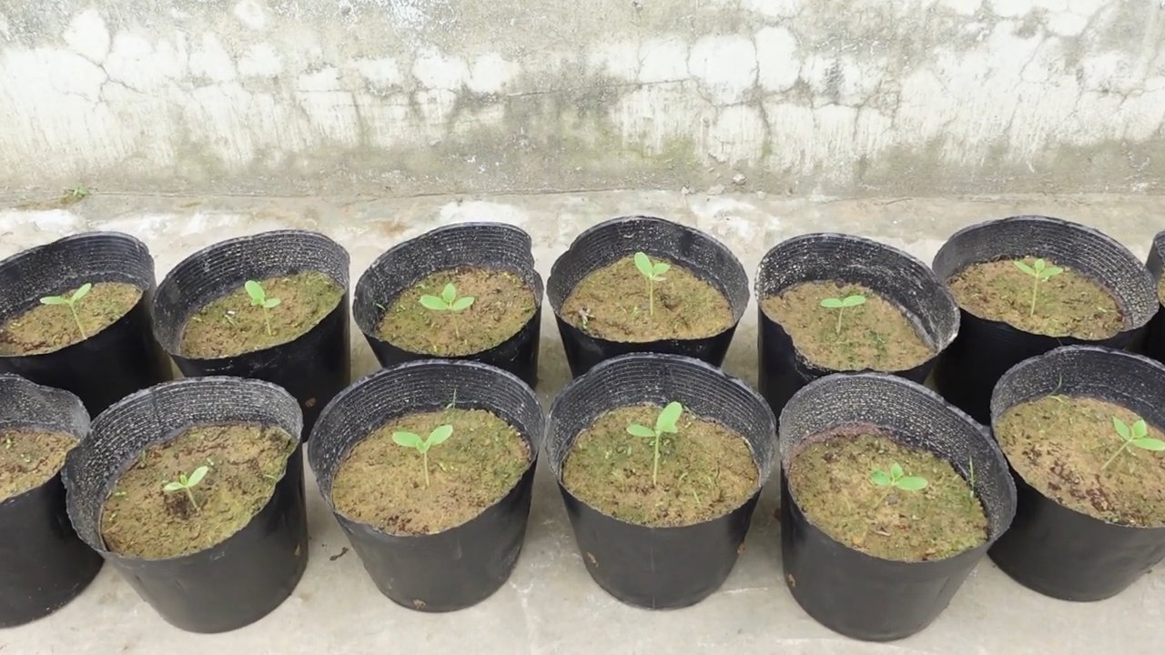 Grow sweeter cantaloupes at home