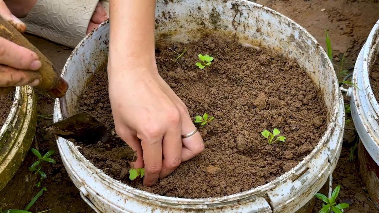 Grow pineapples at home