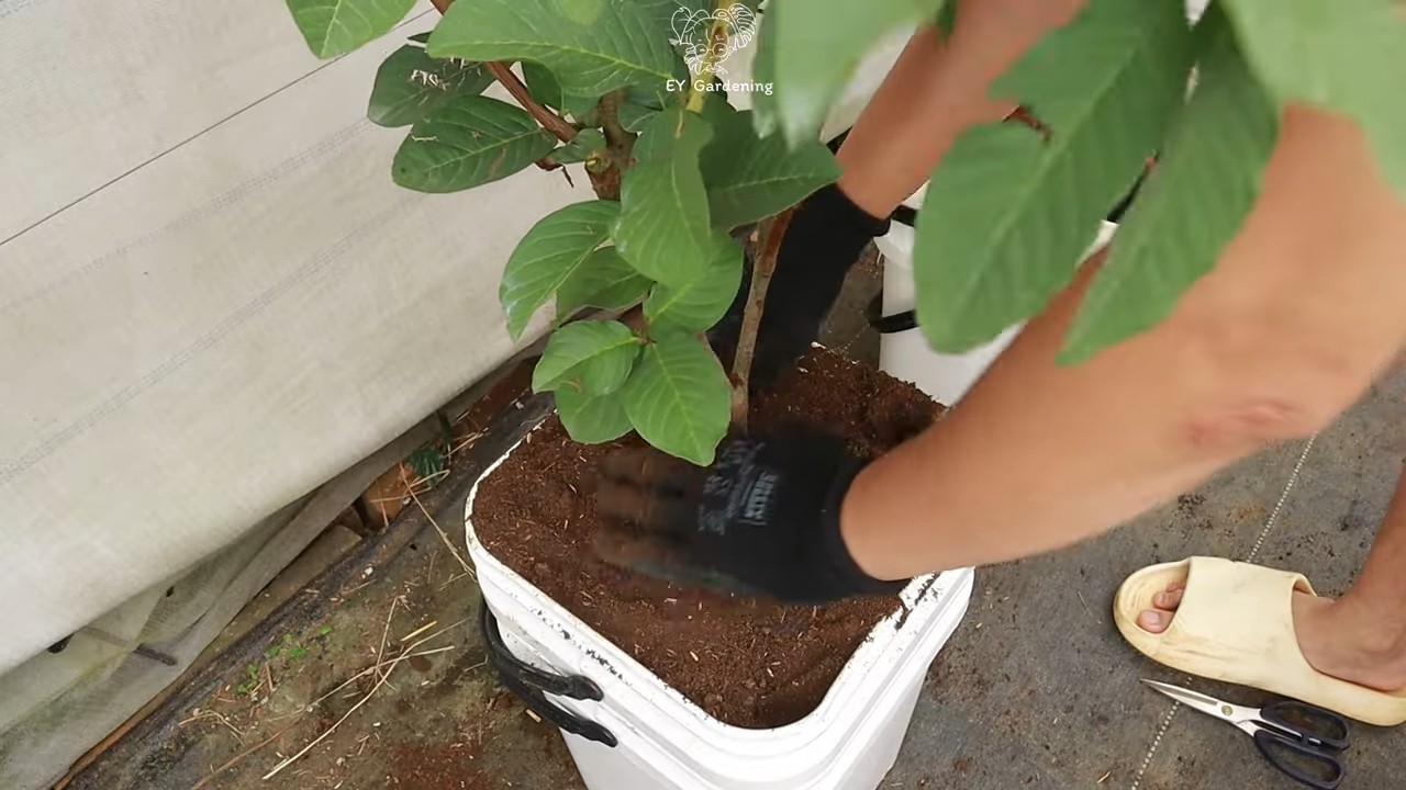 Rooftop Guava Tree Growing Tips