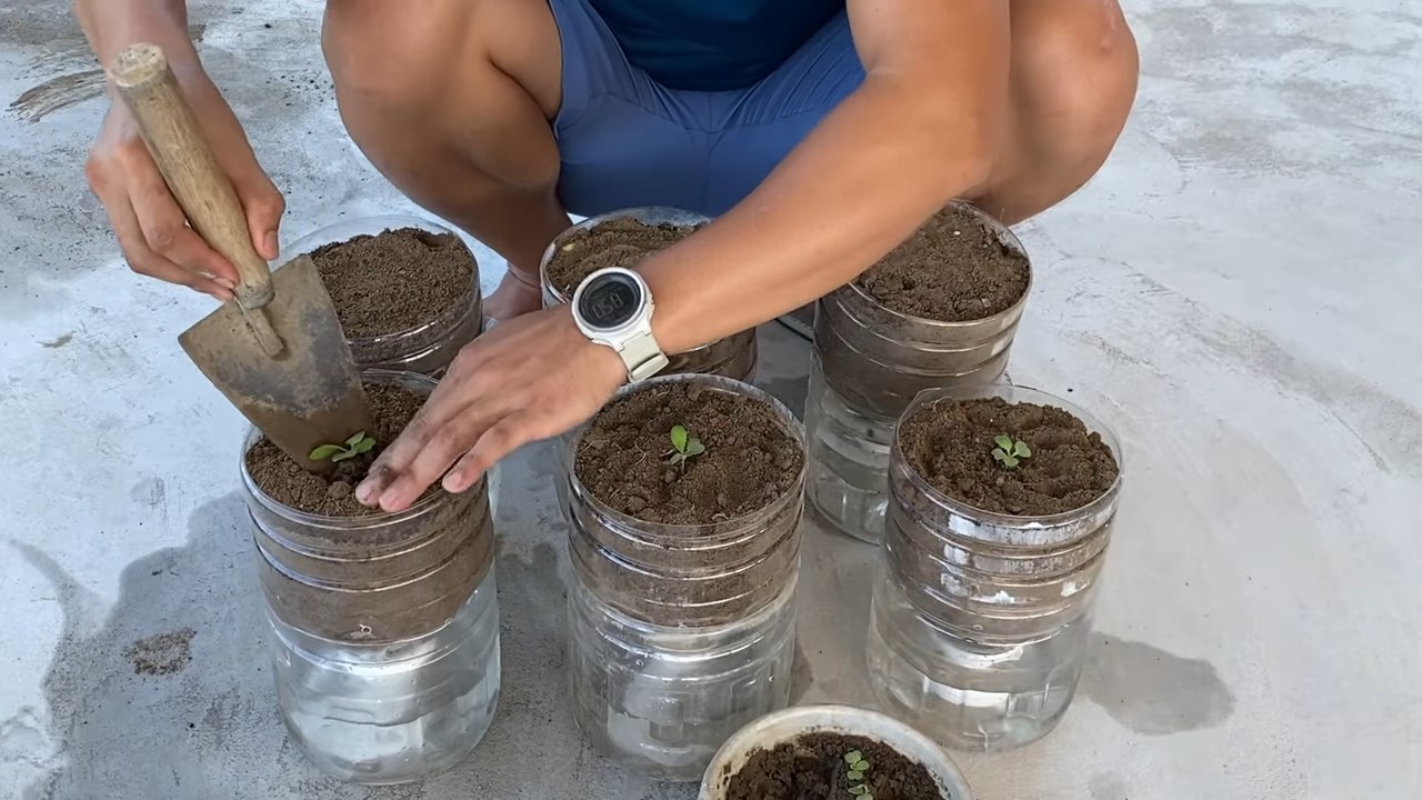 Kid friendly radish garden