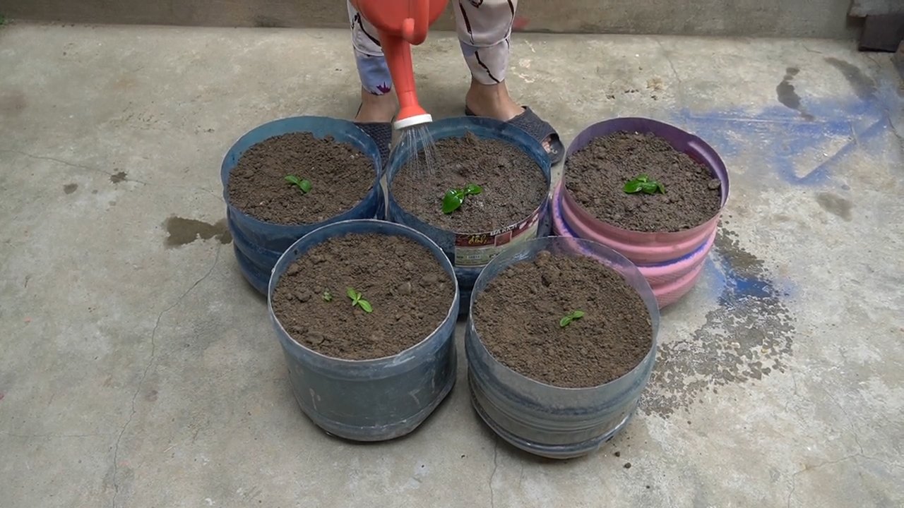 Growing Cabbage in Plastic Bottles