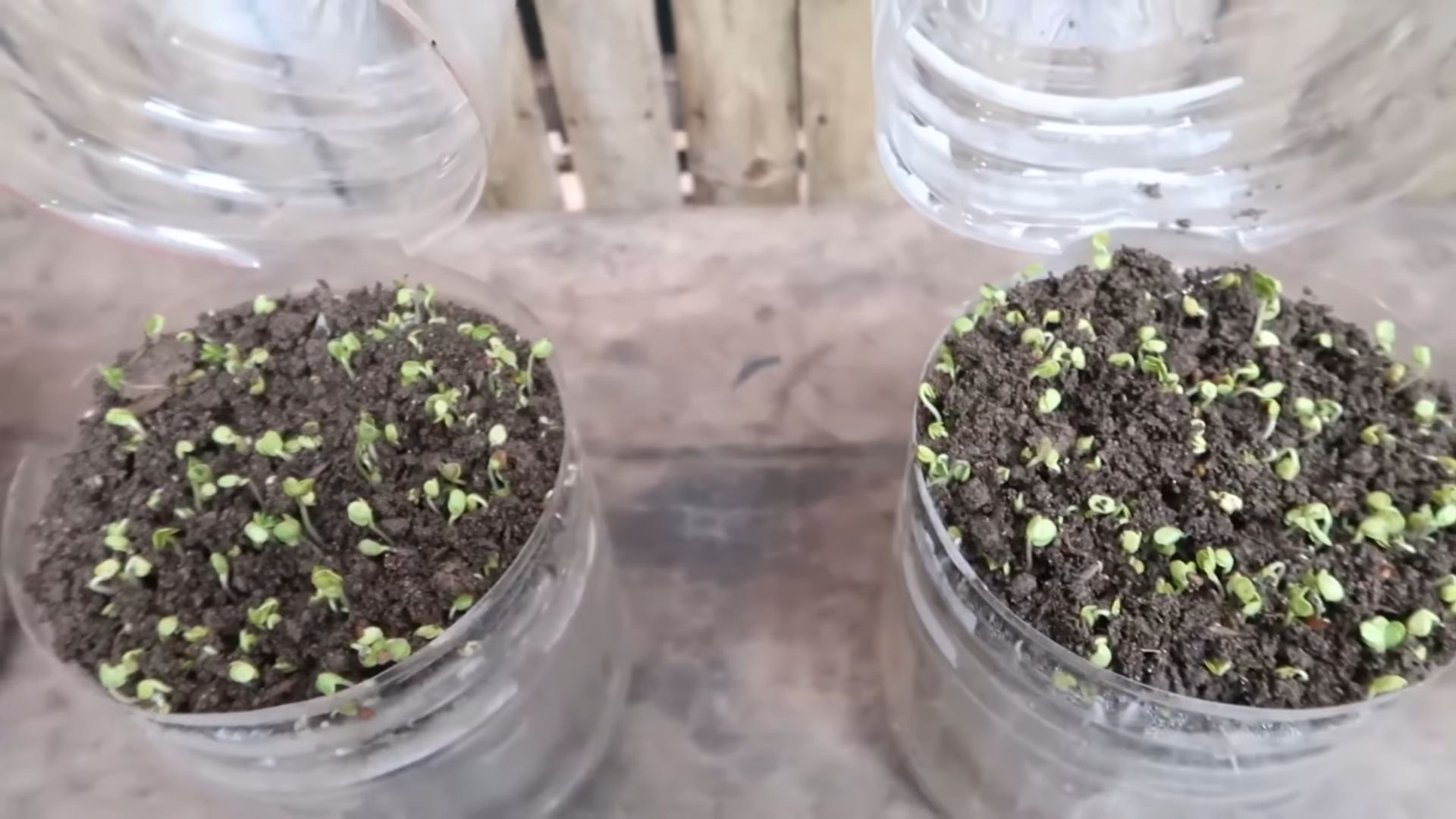 Soil-Free Microgreens at Home