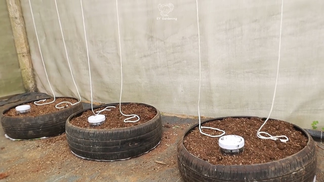 Recycled tire gardening butternut squash