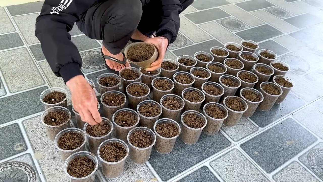 Grow peanuts at home