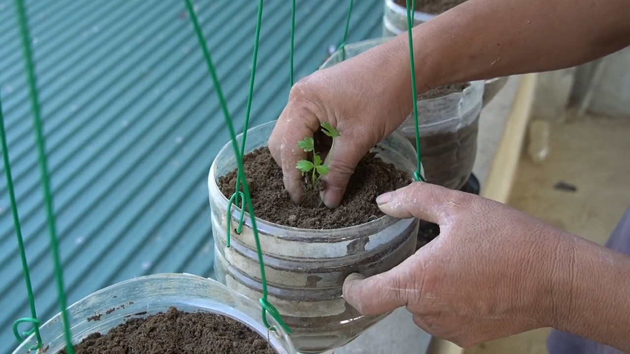 Hanging bottle celery garden