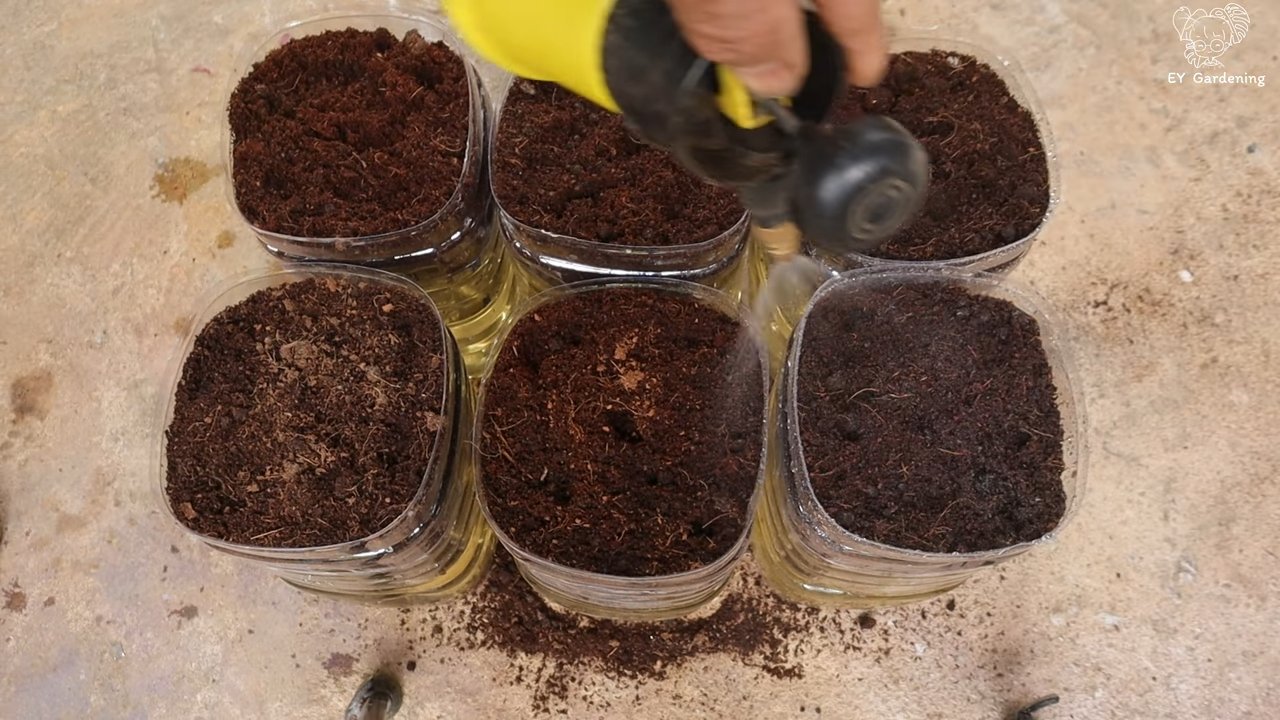 Growing green onions in bottles