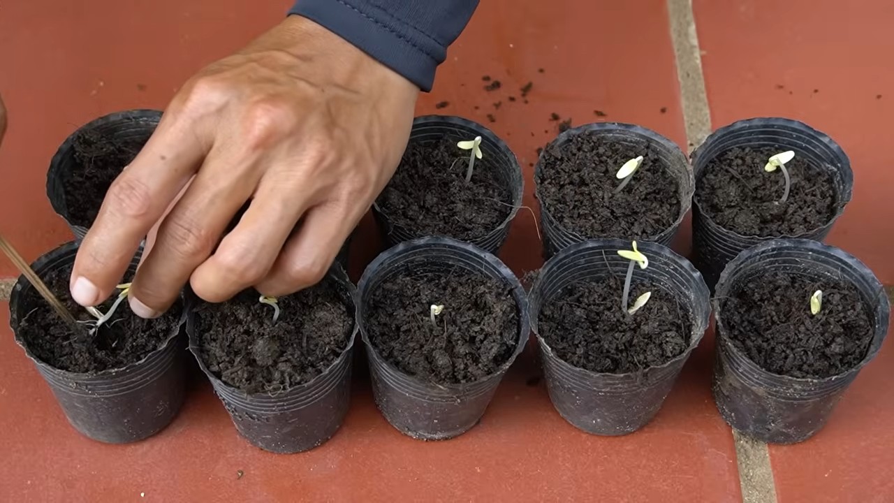 Cucumber growing tips