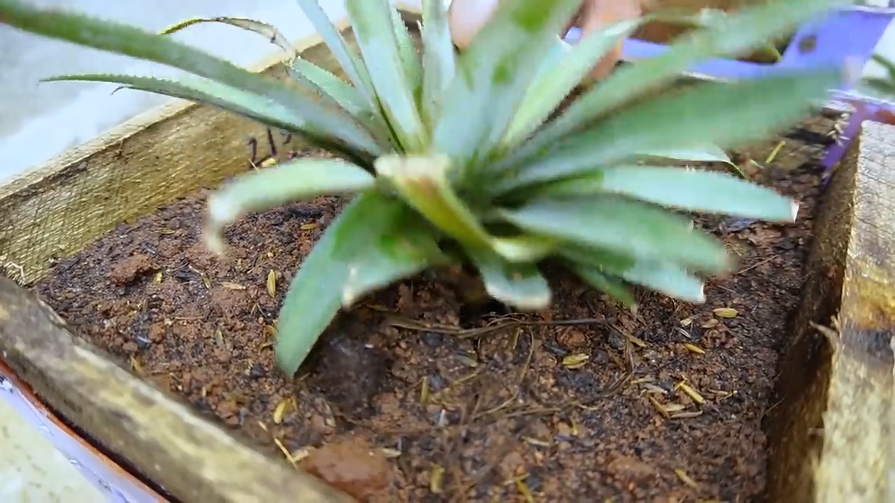 Grow pineapple plastic chair