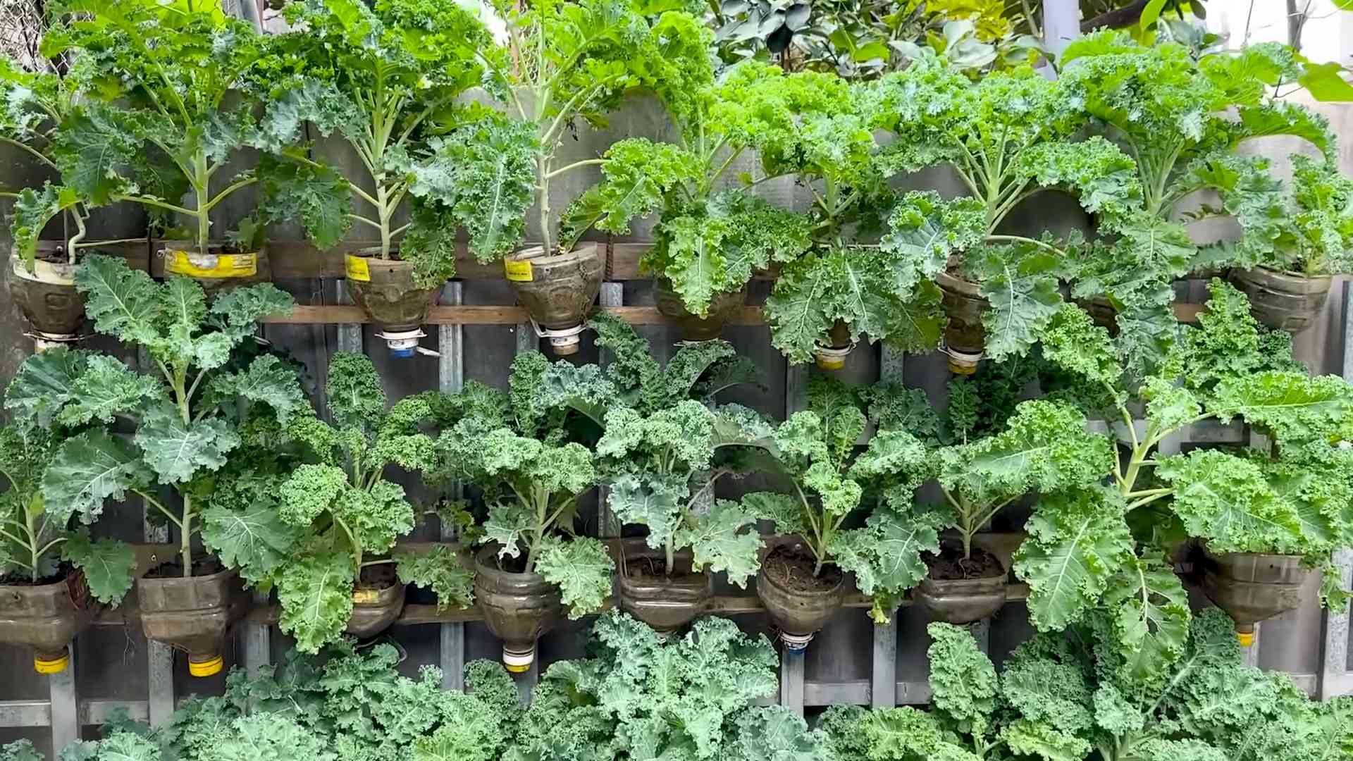 Growing Kale in Plastic Bottle
